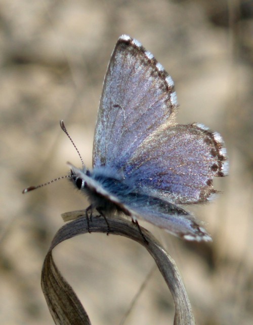 Spagna: La regione  de Monegros, paradiso entomologico